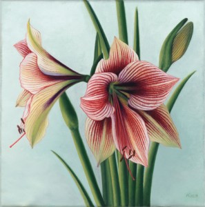 Amaryllis